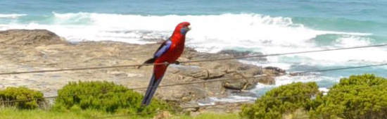 14 steps Apollo Bay beach Accommodation